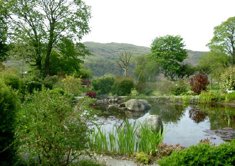 The lily pond at Ty Gwennol